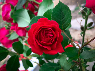 Beautiful red garden rose in a summer garden.
