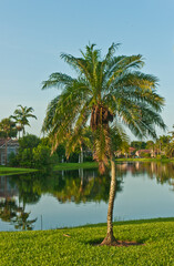 front view, medium distance of, a young palm tree growing on a grassy lawn with a tropical lake in background with a clear blue sky