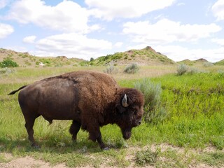 Bison in Theodore Roosevelt National Park. North Dakota, USA