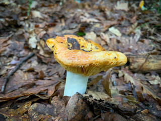 Isolated Russulaceae mushroom in the autumn forest among dry leaves.