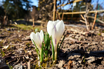 white blooming crocus flower in the spring garden