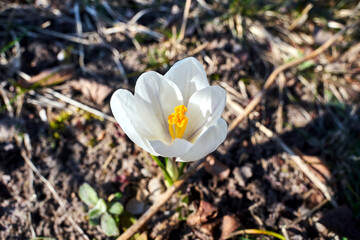 white blooming crocus flower in the spring garden