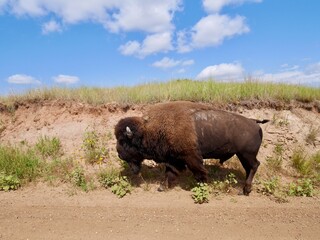 Bison in Theodore Roosevelt National Park. North Dakota, USA