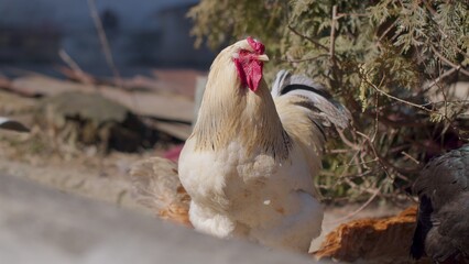 Free-range one big beautiful white domestic chicken rooster on small rural eco farm. Hen in nature on backyard of farming house. Portrait of funny adult domesticated bird looking curiously at camera