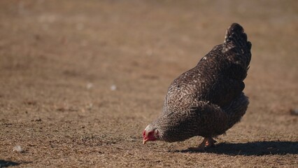 Free-range gray domestic chicken eating grains, peck yellow grass on eco home farm. One bird in nature on backyard of farmland coop house outdoors. Organic poultry farming breeding wildlife concept