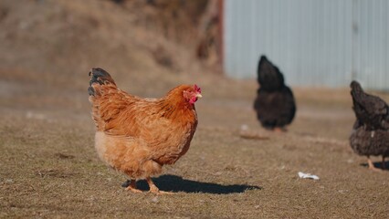 Domestic free range brown chicken eating grains with yellow grass on eco coop farm. Chickens, hen roosters walk, peck grass and eating corn in countryside. Organic poultry farming breeding wildlife