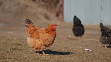 Domestic free range brown chicken eating grains with yellow grass on eco coop farm. Chickens, hen...
