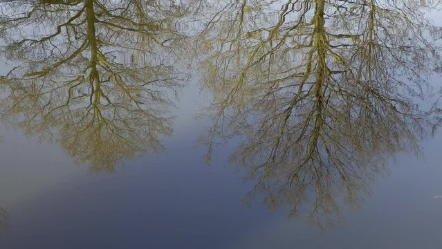 LUSTRZANE ODBICIA DRZEW W WODZIE. RUCHOME TŁO Z LUSTRZANYM ODBICIEM DRZEW W WODZIE.