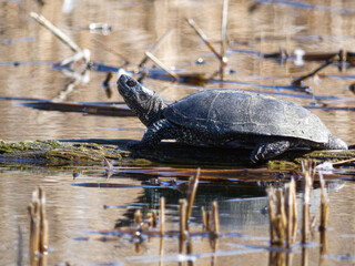 Fototapeta premium a turtle basking in the sun on a wooden log near dry reeds on a lake 