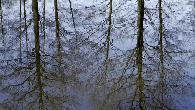 LUSTRZANE ODBICIA DRZEW W WODZIE. RUCHOME TŁO Z LUSTRZANYM ODBICIEM DRZEW W WODZIE.