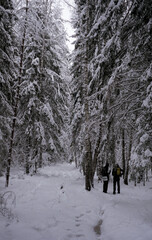 Winter Tracking. Tourists in the winter forest.