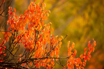 Red and yellow leaves of trees in the autumn forest on a blurred background. Autumn nature. Beautiful autumn landscape with place for text.