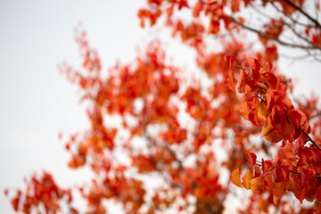 Red and yellow leaves of trees in the autumn forest on a blurred background. Autumn nature. Beautiful autumn landscape with place for text.