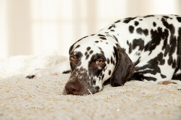 Sad or sleepy dalmatian lying on beige sofa.A tired dog in bed. Dalmatian dog misses its owner. White and liver spotted Dalmatian dog posing on the bed