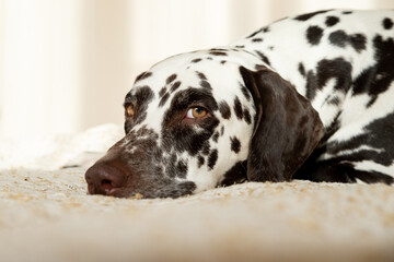 Sad or sleepy dalmatian lying on beige sofa.A tired dog in bed. Dalmatian dog misses its owner. White and liver spotted Dalmatian dog posing on the bed