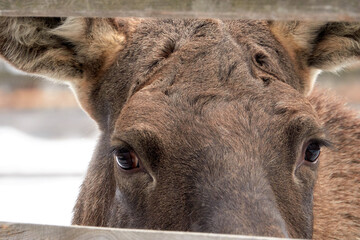 Moose in the reserve in winter. Moose's eyes. Closeup.