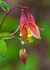 522-52 Columbine Spring