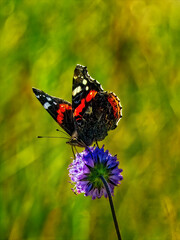 butterfly on a flower