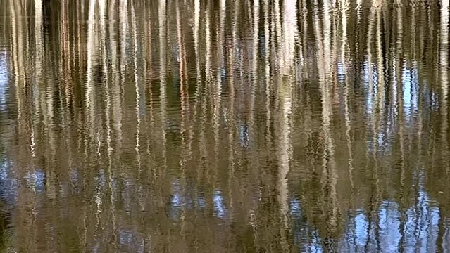 LUSTRZANE ODBICIA DRZEW W WODZIE. RUCHOME TŁO Z LUSTRZANYM ODBICIEM DRZEW W WODZIE.