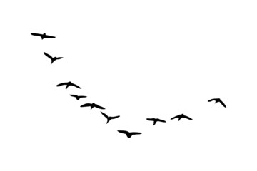 A flock of birds fly. Vector