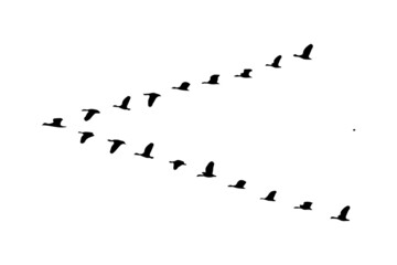 A flock of birds fly. Vector
