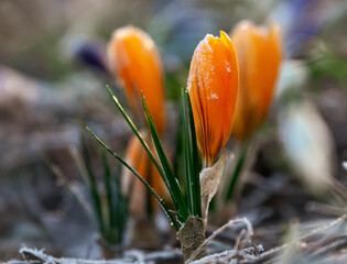 Krokusse im Raureif