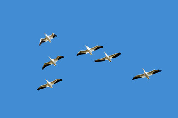A flock of birds fly. Vector