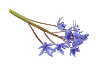 Flower alpine squill (Scilla bifolia) isolate on a white background, clipping path, no shadows. Fragile blue flower isolate on a white background.