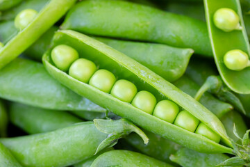 Green peas. Close up of green fresh peas and pea pods. Healthy vegetarian food, rich in natural protein