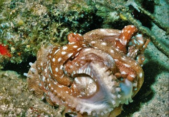 Caribbean Reef Octopuses Mating