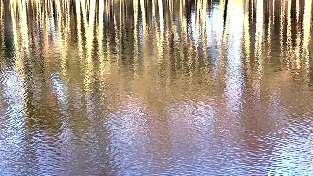 LUSTRZANE ODBICIA DRZEW W WODZIE. RUCHOME TŁO Z LUSTRZANYM ODBICIEM DRZEW W WODZIE.