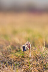 Spring purple flower in the meadow - Grasshopper - Pulsatilla pratensis