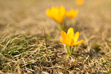 Beautiful blooming purple and yellow crocuses blooming on a spring field. 