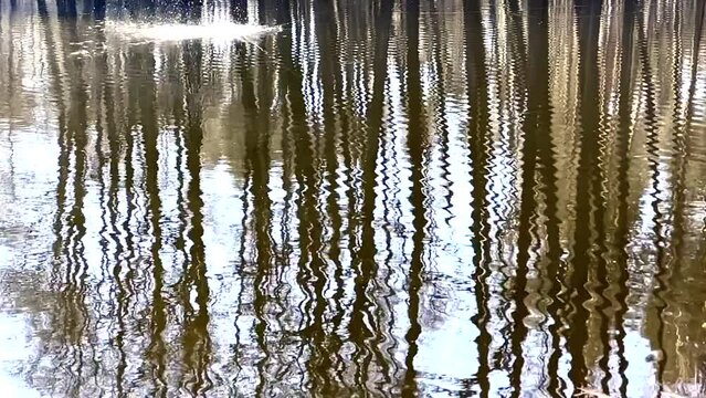 LUSTRZANE ODBICIA DRZEW W WODZIE. RUCHOME TŁO Z LUSTRZANYM ODBICIEM DRZEW W WODZIE.