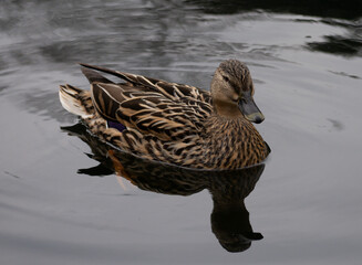 Female Mallard.