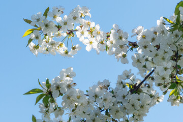 Spring blooming cherry trees with white flowers in the garden against the blue sky