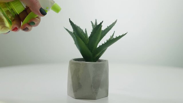 Flower pot with green cactus on white table with female hand spraying water on plant. Unrecognizable Caucasian woman taking care of domestic herb. Housekeeping concept