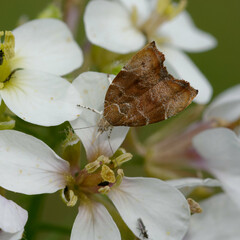 Fig-tree skeletonizer moth or Fig leaf roller (Choreutis nemorana)
