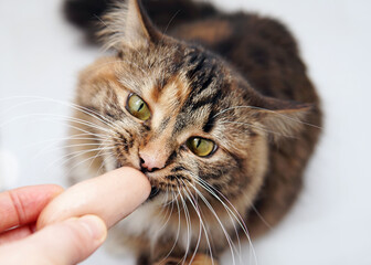 Cat eats a sausage from women hands. Isolate