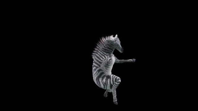 Zebra Dancing, 3d rendering, Animation Loop, cartoon.included in the end of the clip with Alpha matte.