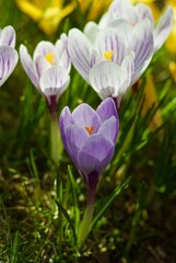 Group of pale purple crocus growing in the grass in spring. 