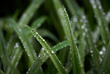 drops of water on the green grass after the rain