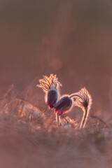 Pulsatilla flower in the beautiful red sunset light