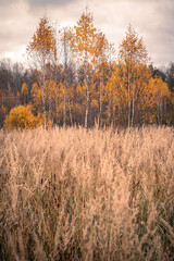 Fototapeta premium Trees with yellow leaves in the forest. Autumn landscape of Belarus.