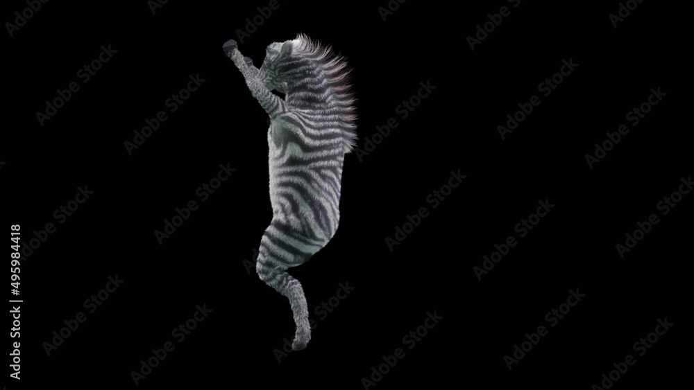 Poster zebra dancing, 3d rendering, animation loop, cartoon.included in the end of the clip with alpha matt