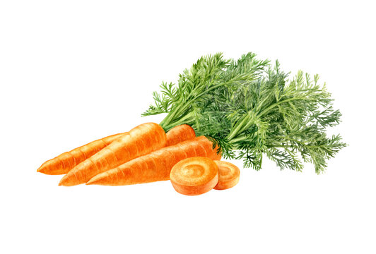 Carrots watercolor illustration isolated on white background