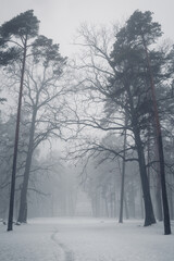 Winter mystical landscape. Black silhouettes of tall trees in the park on white snow in a foggy haze.