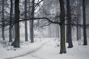Winter mystical landscape. Black silhouettes of trees on white snow in the fog.