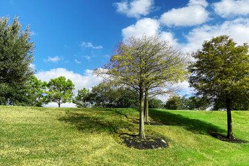 bright sunny day hillside garden backyard trees hill lawn grass spring overcast summer landscape