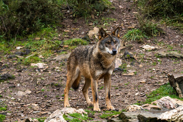 Naklejka na ściany i meble Photo of an Iberian wild wolf in the middle of nature in Zamora, Spain. Wild animal in the forest.